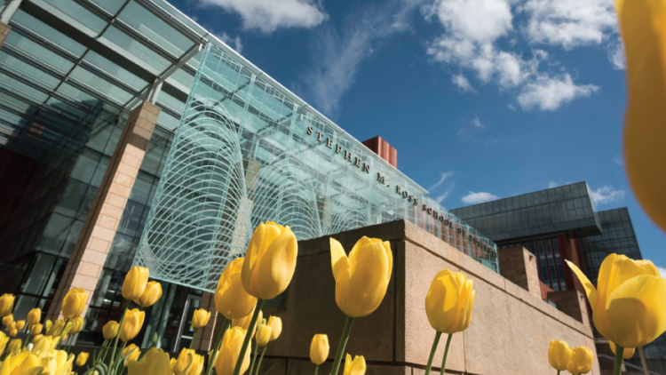 The Ross building with bright yellow tulips in the foreground of the image
